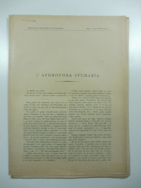 L'Aphrophra spumaria